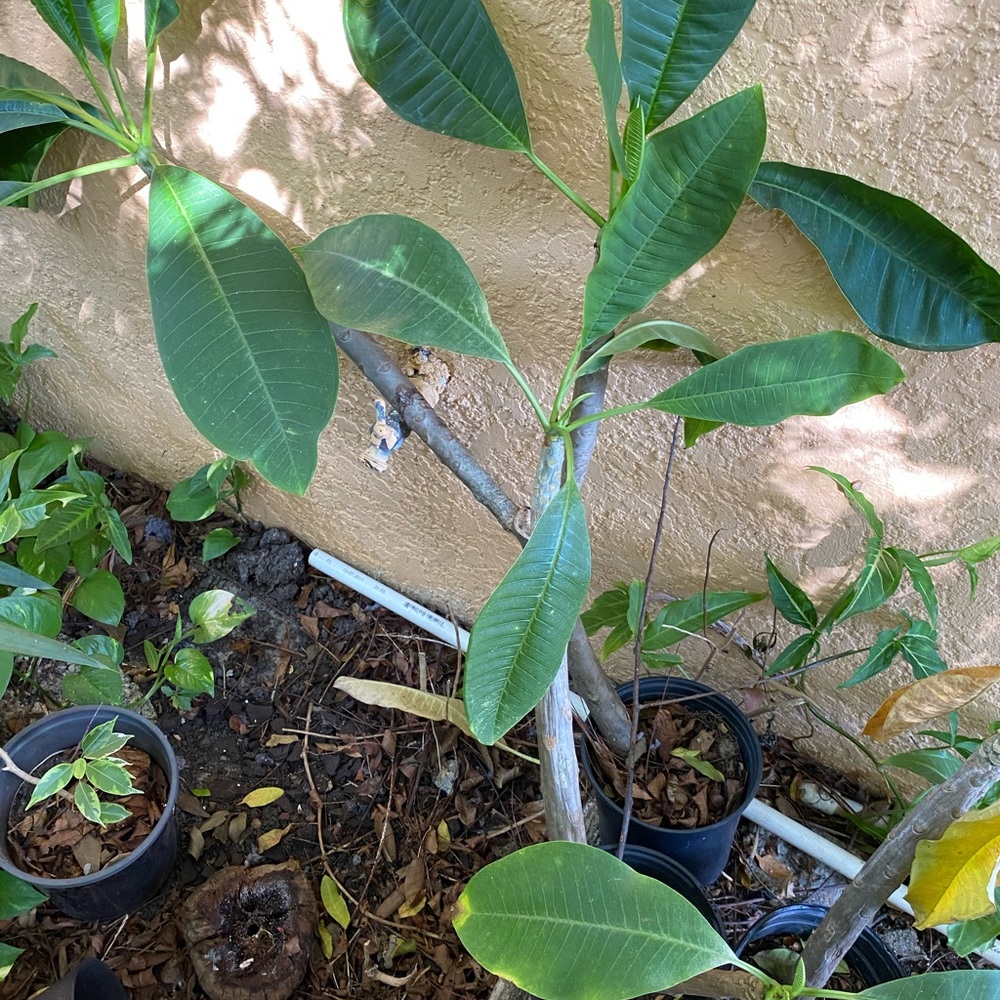 Plants